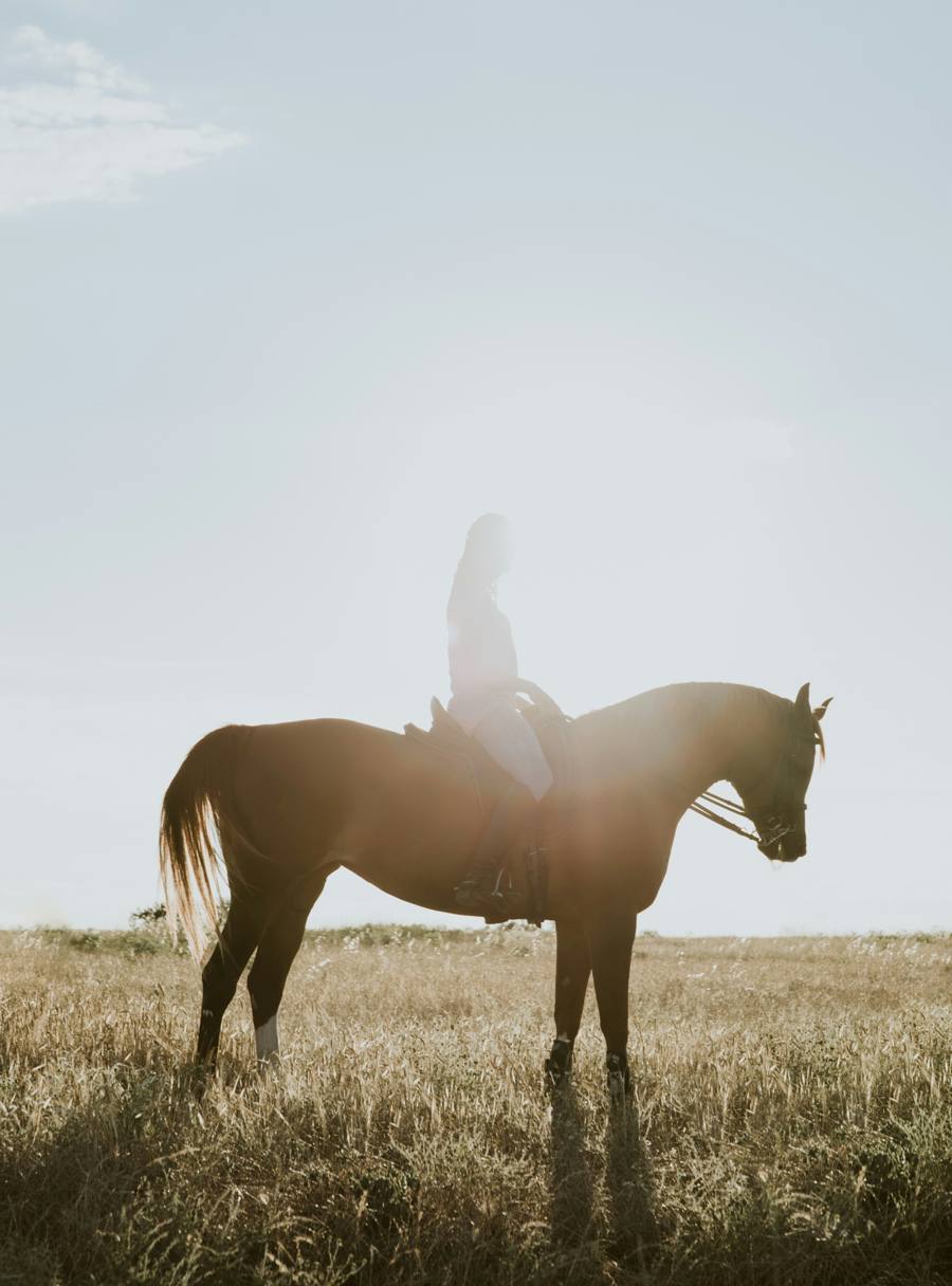 Silhouette d'une cavalière à contre-jour